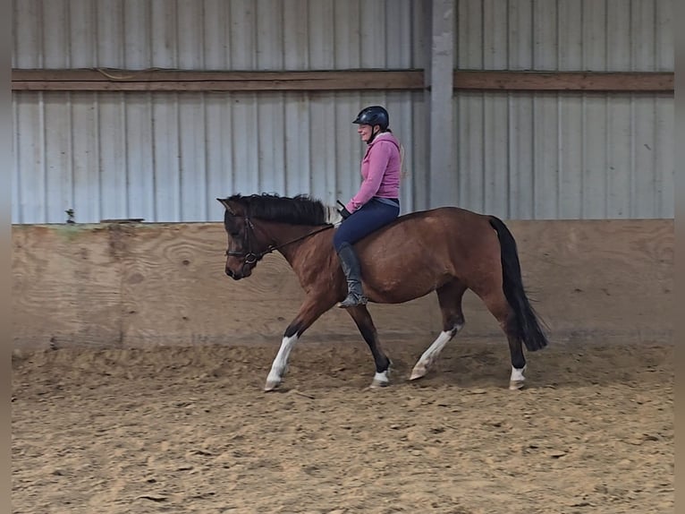 Hucul Gelding 4 years 14 hh Brown in Mülheim an der Ruhr