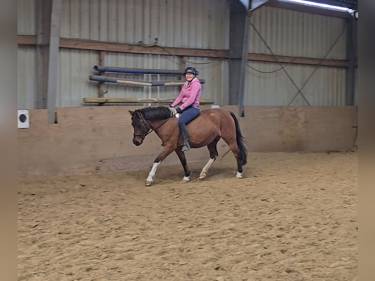 Hucul Gelding 4 years 14 hh Brown in Mülheim an der Ruhr