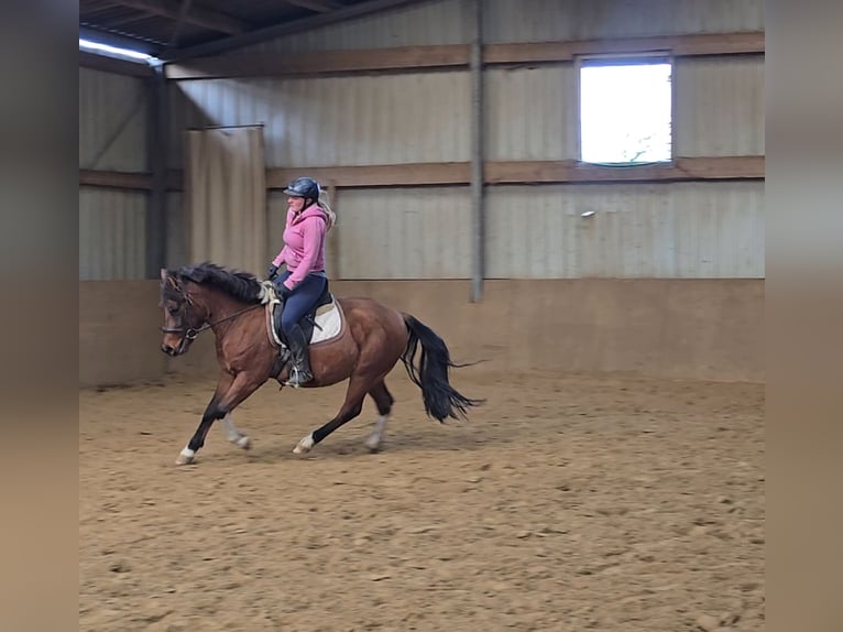 Hucul Gelding 4 years 14 hh Brown in Mülheim an der Ruhr