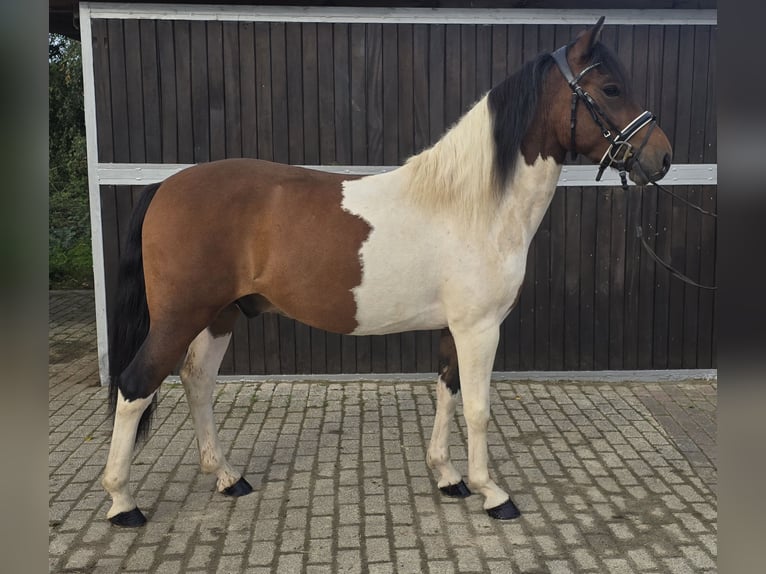 Hucul Gelding 4 years 14 hh Pinto in M&#xFC;lheim an der Ruhr