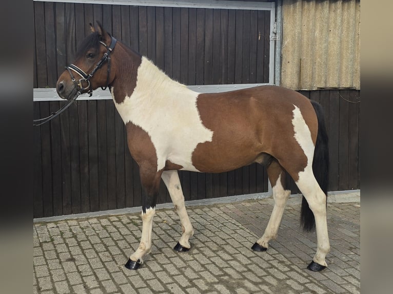 Hucul Gelding 4 years 14 hh Pinto in M&#xFC;lheim an der Ruhr