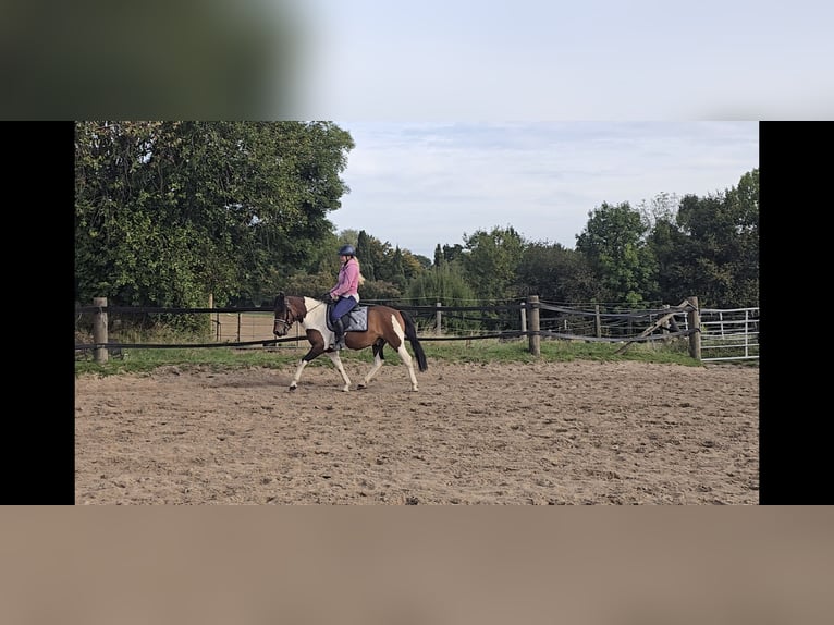 Hucul Gelding 4 years 14 hh Pinto in M&#xFC;lheim an der Ruhr