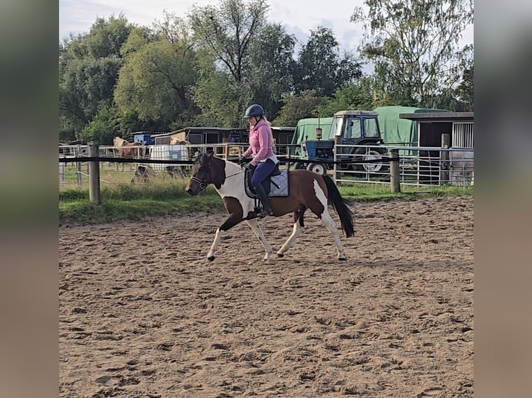 Hucul Gelding 4 years 14 hh Pinto in M&#xFC;lheim an der Ruhr