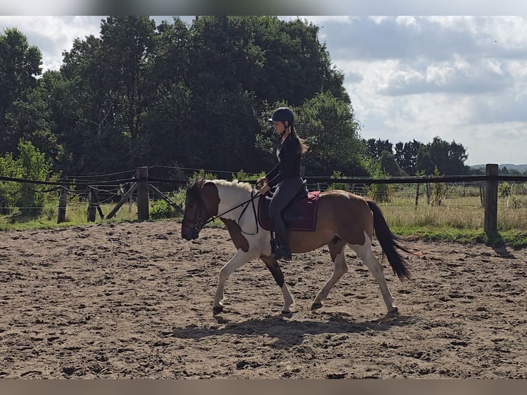 Hucul Gelding 4 years 14,1 hh Pinto in M&#xFC;lheim an der Ruhr
