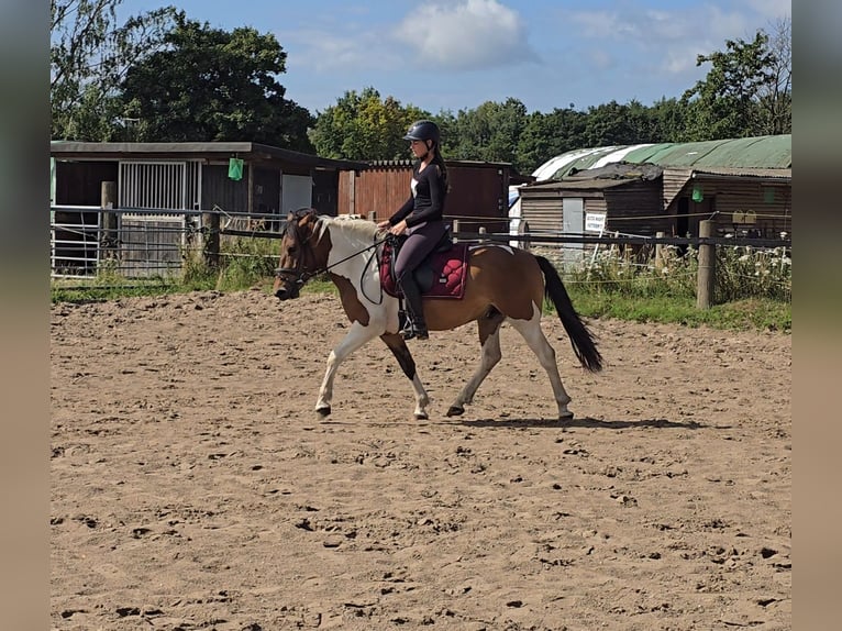 Hucul Gelding 4 years 14,1 hh Pinto in M&#xFC;lheim an der Ruhr