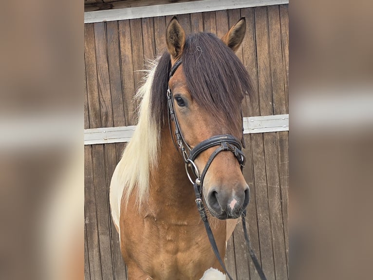 Hucul Gelding 4 years 14,1 hh Pinto in M&#xFC;lheim an der Ruhr