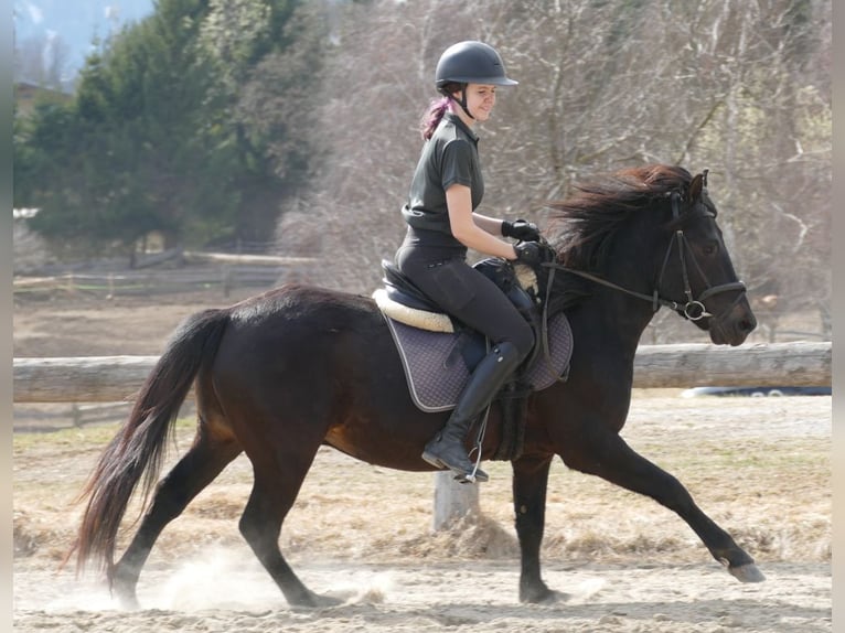 Hucul Gelding 4 years 14,1 hh Smoky-Black in Ramsau am Dachstein