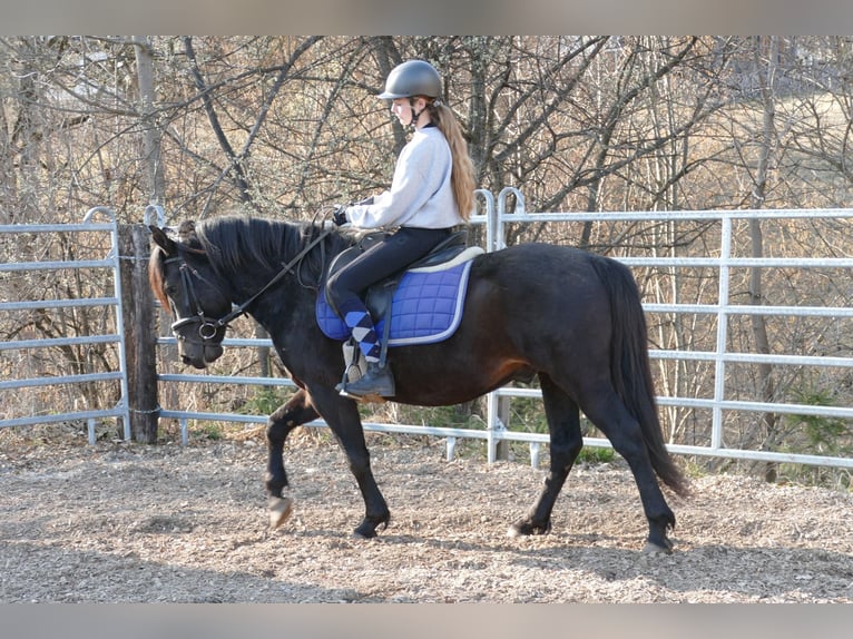 Hucul Gelding 4 years 14,1 hh Smoky-Black in Ramsau am Dachstein