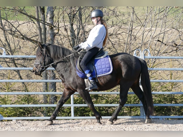 Hucul Gelding 4 years 14,1 hh Smoky-Black in Ramsau am Dachstein
