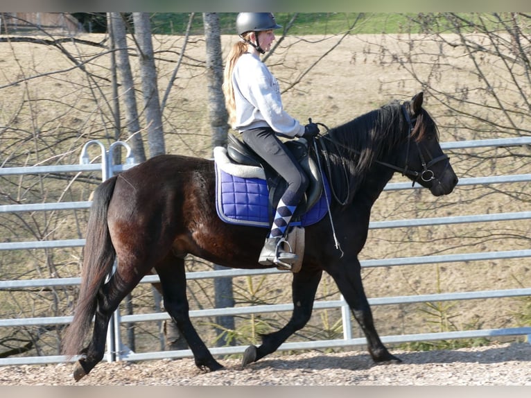 Hucul Gelding 4 years 14,1 hh Smoky-Black in Ramsau am Dachstein