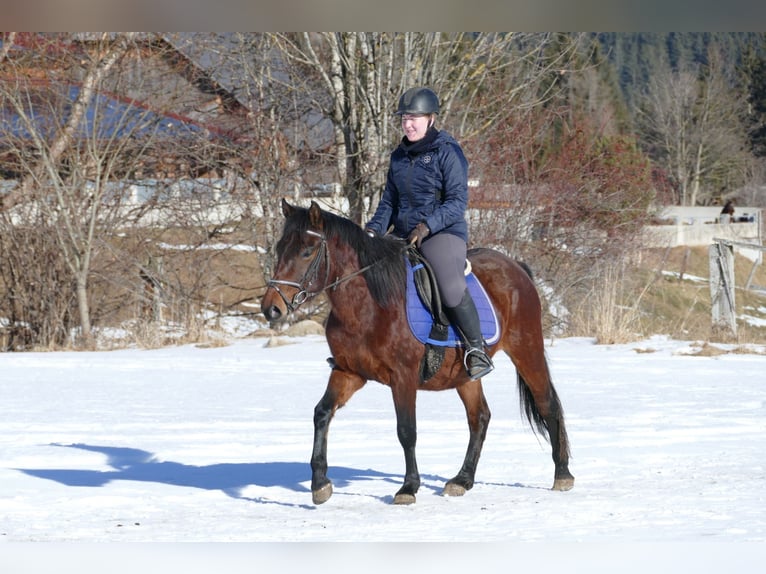 Hucul Gelding 4 years 14,2 hh Dun in Ramsau