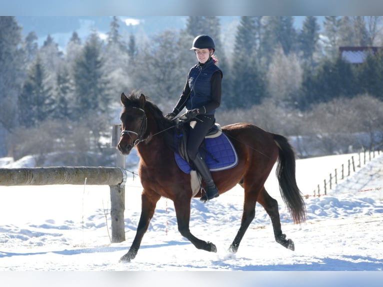 Hucul Gelding 4 years 14,2 hh Dun in Ramsau