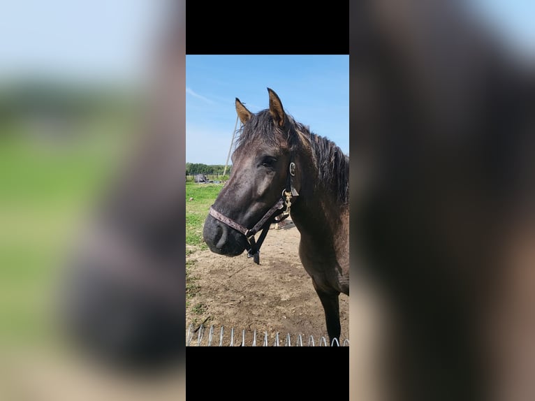 Hucul Gelding 4 years 16,1 hh Buckskin in Dynów