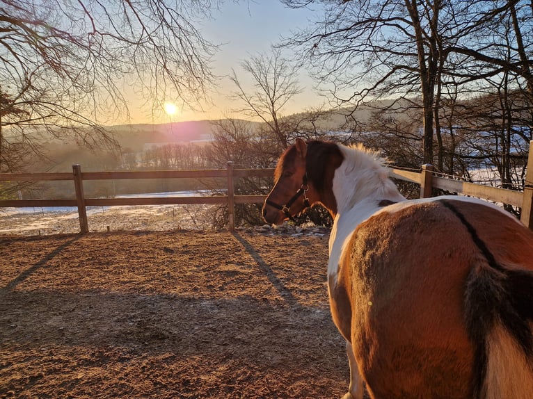 Hucul Mix Gelding 5 years 13.1 hh Pinto in Pommelsbrunn