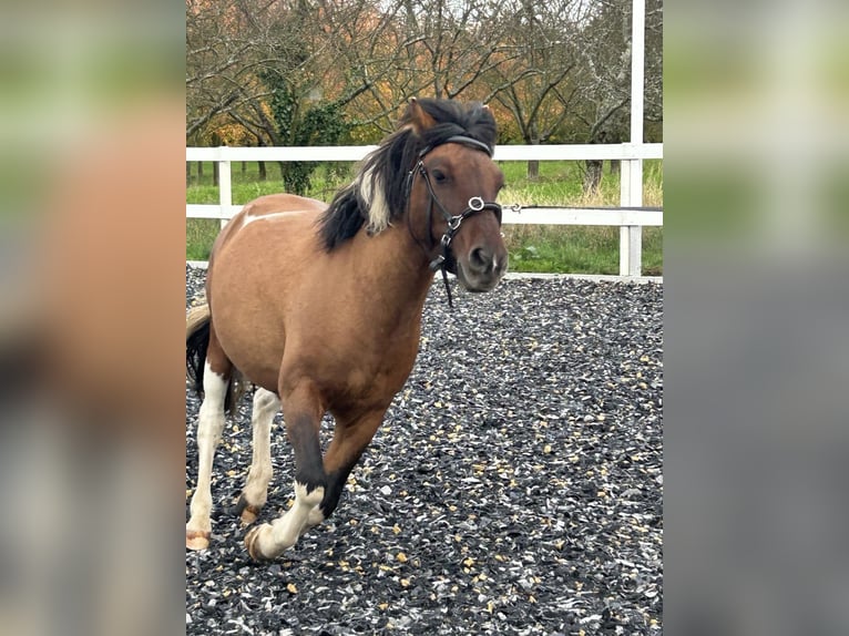 Hucul Gelding 5 years 13,1 hh Pinto in Sasbach