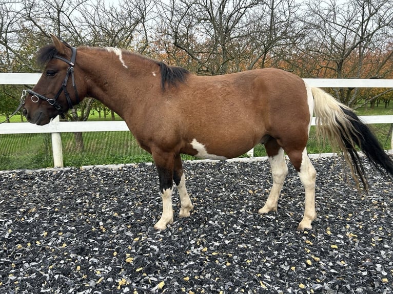 Hucul Gelding 5 years 13,1 hh Pinto in Sasbach