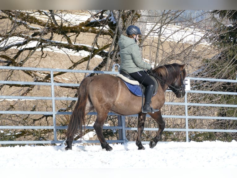 Hucul Gelding 5 years 13,3 hh Dun in Ramsau