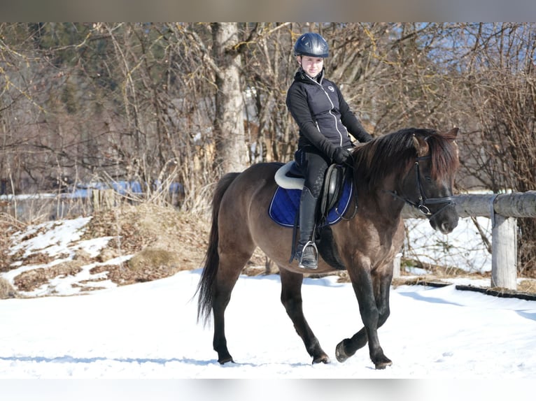 Hucul Gelding 5 years 13,3 hh Dun in Ramsau