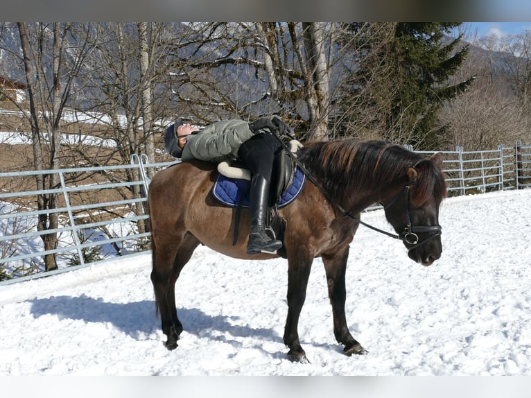 Hucul Gelding 5 years 13,3 hh Dun in Ramsau