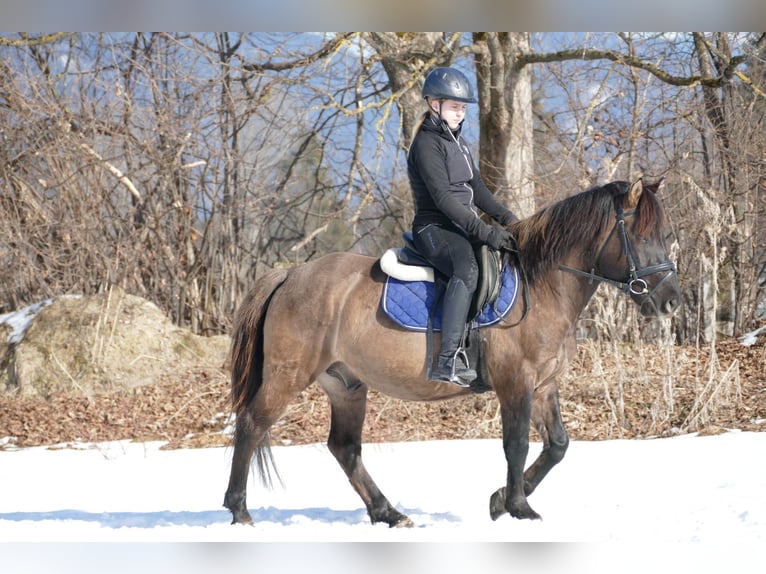 Hucul Gelding 5 years 13,3 hh Dun in Ramsau