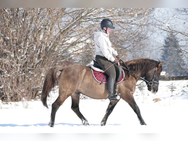 Hucul Gelding 5 years 13,3 hh Dun in Ramsau