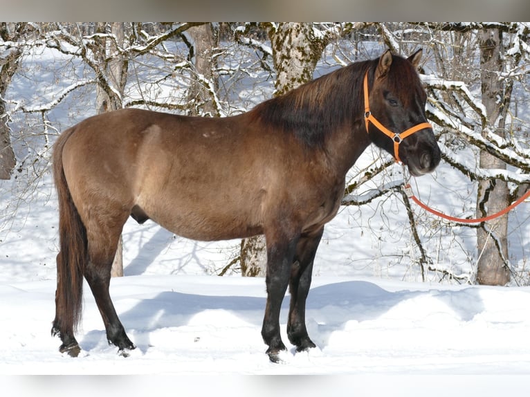 Hucul Gelding 5 years 13,3 hh Dun in Ramsau