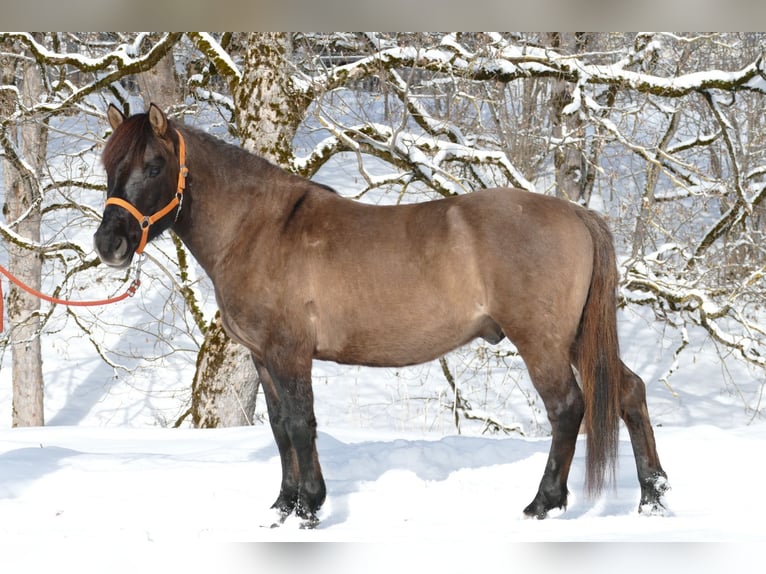 Hucul Gelding 5 years 13,3 hh Dun in Ramsau