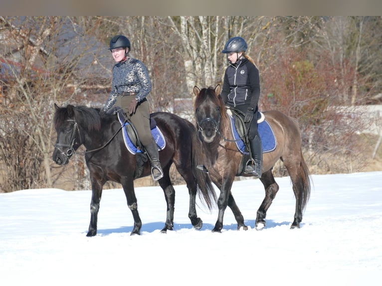 Hucul Gelding 5 years 13,3 hh Dun in Ramsau