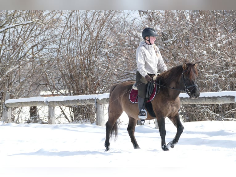 Hucul Gelding 5 years 13,3 hh Dun in Ramsau