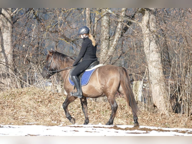 Hucul Gelding 5 years 13,3 hh Dun in Ramsau