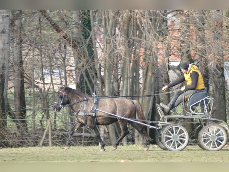 Hucul Gelding 5 years 13,3 hh Dun in Ramsau