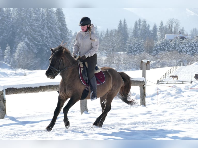 Hucul Gelding 5 years 13,3 hh Dun in Ramsau