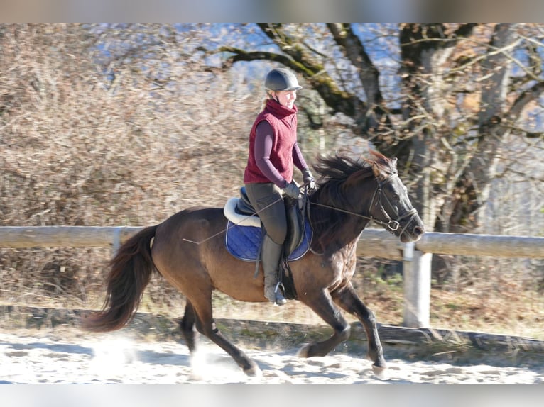 Hucul Gelding 5 years 13,3 hh Dun in Ramsau/D