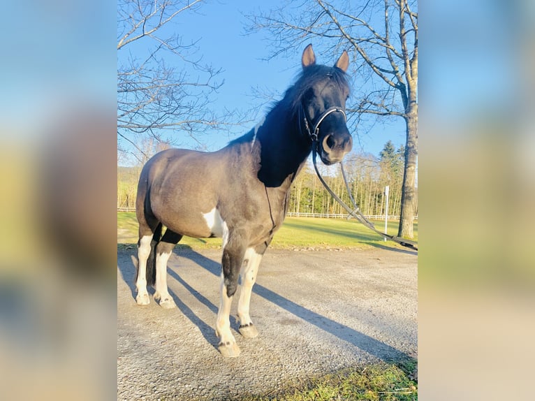 Hucul Gelding 5 years 13,3 hh Pinto in Ampflwang