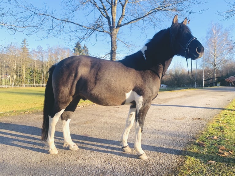 Hucul Gelding 5 years 13,3 hh Pinto in Ampflwang