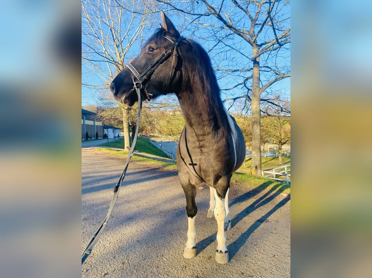 Hucul Gelding 5 years 13,3 hh Pinto in Ampflwang