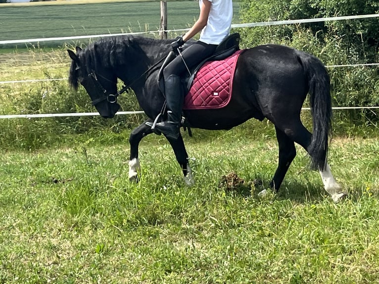Hucul Gelding 5 years 13,1 hh Pinto in Ursensollen