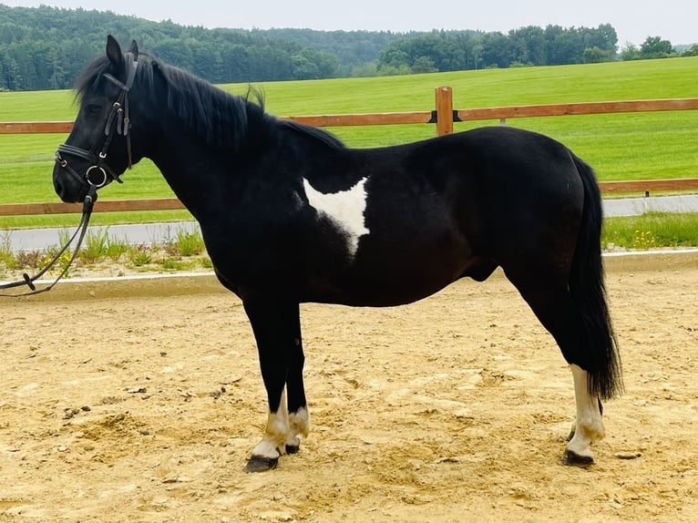 Hucul Gelding 5 years 13,1 hh Pinto in Ursensollen