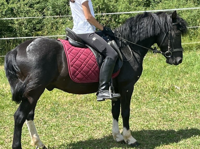 Hucul Gelding 5 years 13,1 hh Pinto in Ursensollen