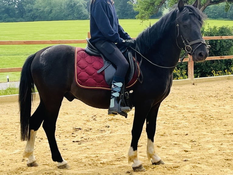 Hucul Gelding 5 years 13,1 hh Pinto in Ursensollen