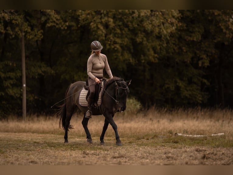 Hucul Gelding 5 years 13,2 hh Dun in Wedemark