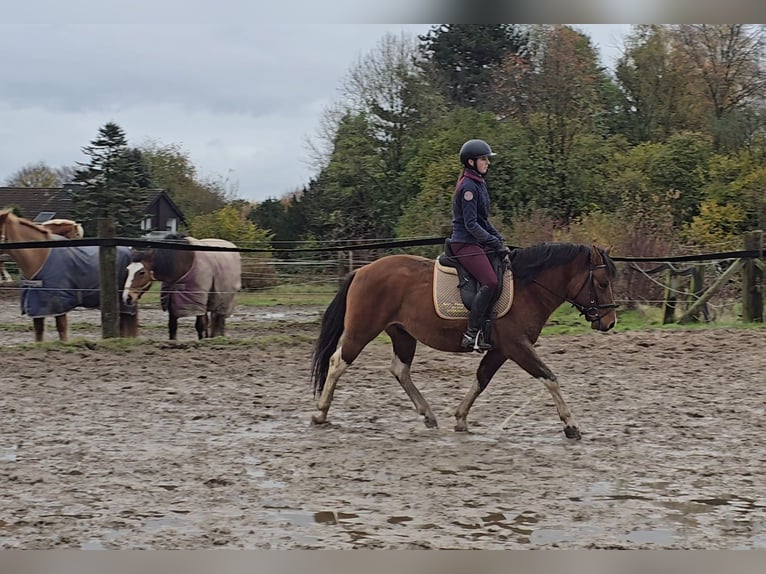 Hucul Gelding 5 years 14,1 hh Brown in Mülheim an der Ruhr