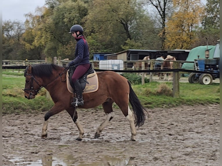 Hucul Gelding 5 years 14,1 hh Brown in Mülheim an der Ruhr