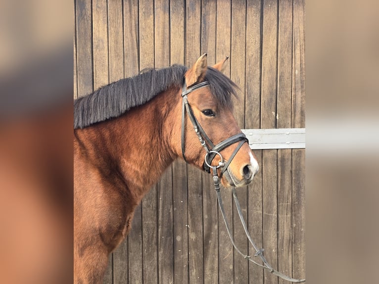 Hucul Gelding 5 years 14,1 hh Brown in Mülheim an der Ruhr