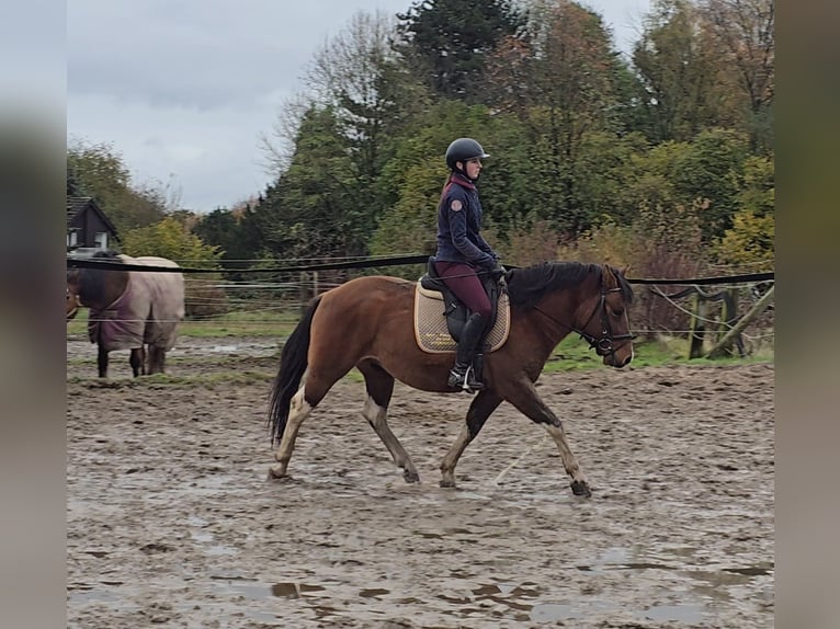 Hucul Gelding 5 years 14,1 hh Brown in Mülheim an der Ruhr