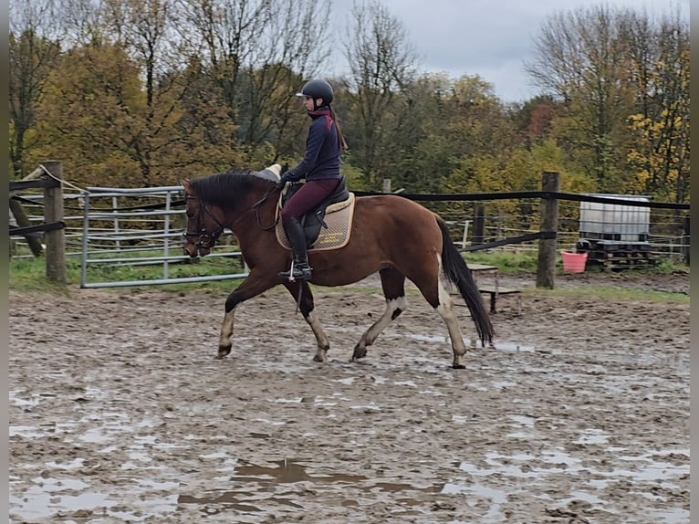 Hucul Gelding 5 years 14,1 hh Brown in Mülheim an der Ruhr