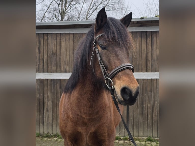 Hucul Gelding 5 years 14,1 hh Brown in Mülheim an der Ruhr