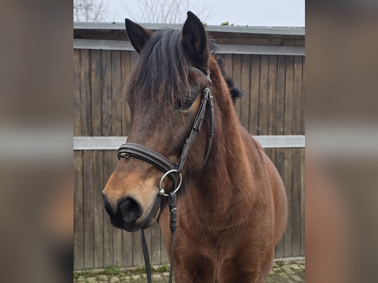 Hucul Gelding 5 years 14,1 hh Brown in Mülheim an der Ruhr