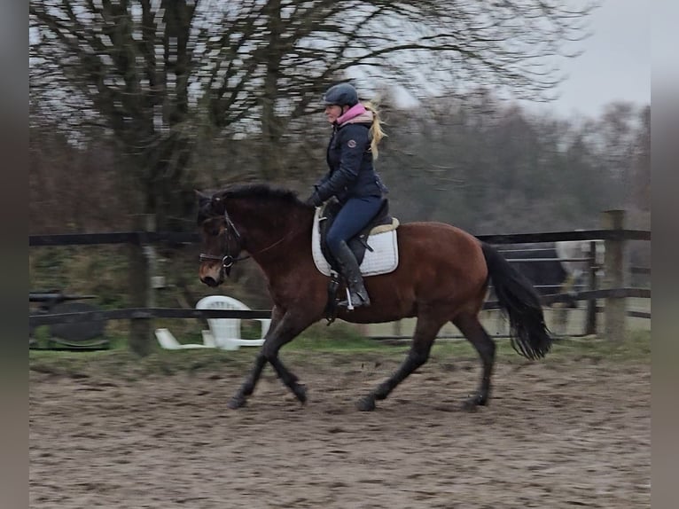 Hucul Gelding 5 years 14,1 hh Brown in Mülheim an der Ruhr