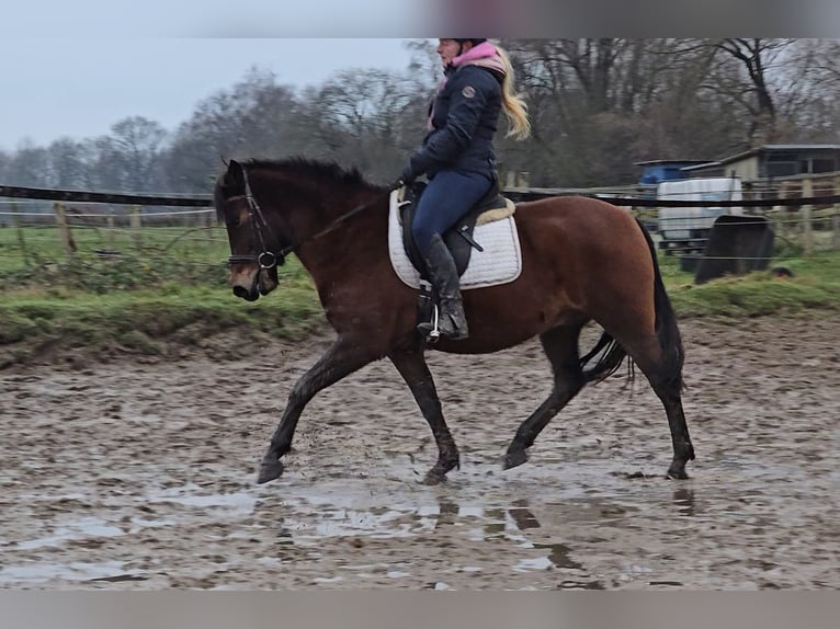 Hucul Gelding 5 years 14,1 hh Brown in Mülheim an der Ruhr